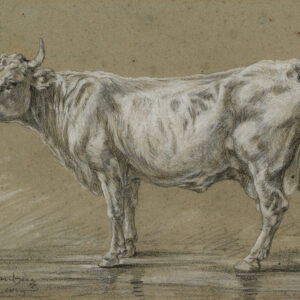 Study Of A Cow