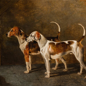 Foxhounds in a Kennel