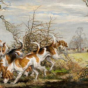 Fox Hunt With Hounds on Scent
